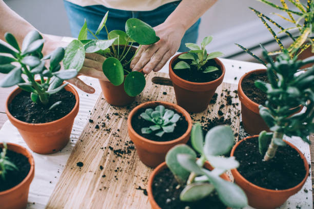 Indoor Plants & Planters